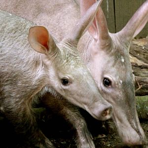 Aardvarks 5-3-12