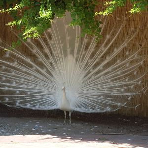 White peacock at Zoo di Napoli 2012