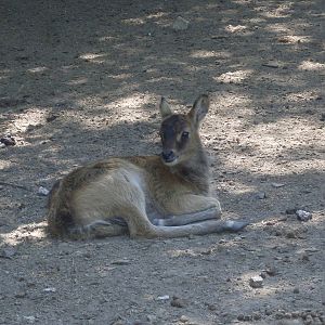 Young Nile Lechwe at Zoo di Napoli 2012