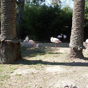 Greater Flamingo pool Zoo di Napoli 2012