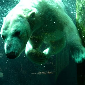 Anoki, Polar Bear Watch 5-12-12