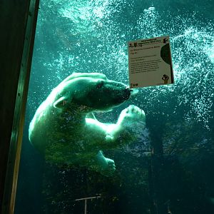 Anoki, Polar Bear Watch 5-12-12