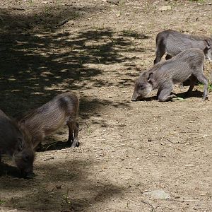 Baby Warthogs (African Journey), 5-12-12