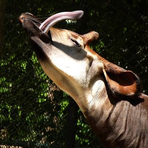 Okapi (African Journey), 5-12-12