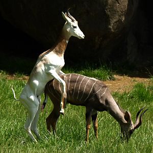 Interspecies Mating/Dominating (African Journey), 5-12-12