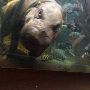 Pygmy Hippo (Regenstein African Journey), 5-2-12