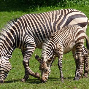 Hartmann's Zebra foal 13 May 2012