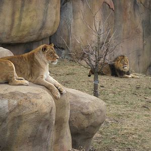 Africa- Lion Exhibit
