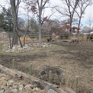 Africa-Rhino and Zebra Yard