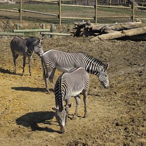 Africa-Zebra
