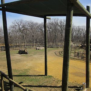 Africa-Giraffe Yard