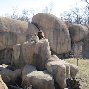 Africa-Lion Exhibit