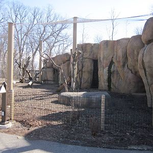 Africa-Red River Hog/Colobus Monkey