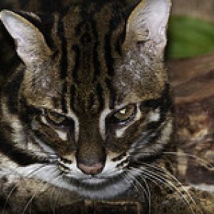 Leopard Cat - Prionailurus bengalensis - Melaka Zoo - 2009