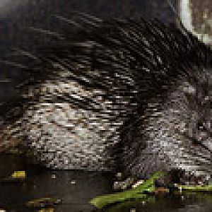 Brush Tailed Porcupine - Atherurus macrourus - Melaka Zoo - 2009