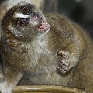 Slow Loris - Nycticebus coucang - Melaka Zoo - 2009