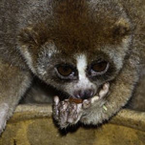 Slow Loris - Nycticebus coucang - Melaka Zoo - 2009
