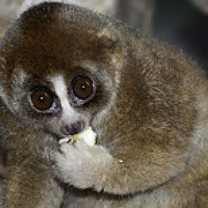 Slow Loris - Nycticebus coucang - Melaka Zoo - 2009