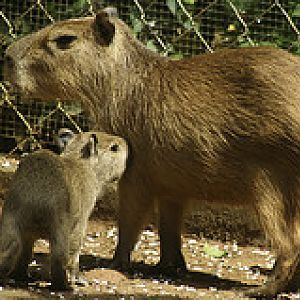 Capybara - Hydrochoerus hydrochaeris - Melaka Zoo - 2009