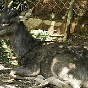 Unknown Deer - Melaka Zoo - 2009