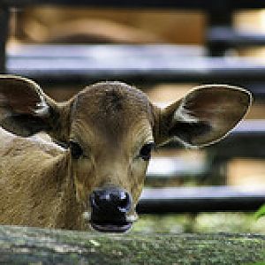 Banteng - Bos javanicus - Melaka Zoo - 2009