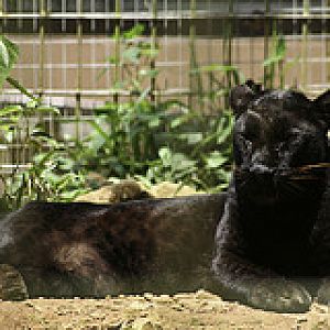Black Panther - Panthera pardus - Melaka Zoo - 2009