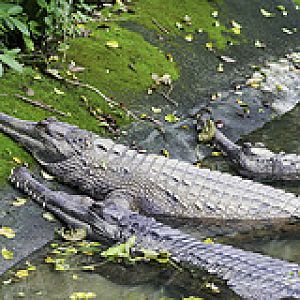 False Gharial - Tomistoma schlegelii - Melaka Zoo - 2009