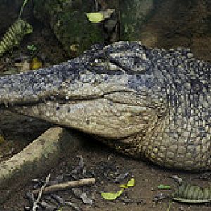 Unknown Crocodile - Melaka Zoo - 2009