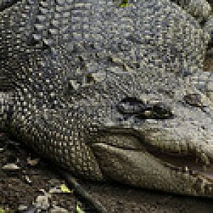 Unknown Crocodile - Melaka Zoo - 2009