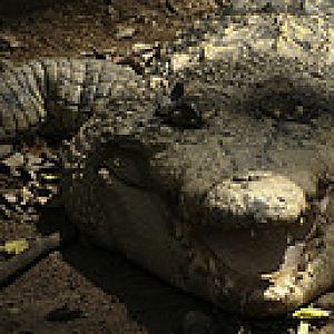 Unknown Crocodile - Melaka Zoo - 2009