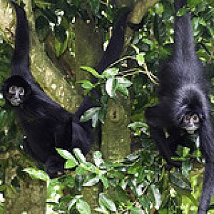 Black Spider Monkey - Ateles fusciceps - Melaka Zoo - 2009