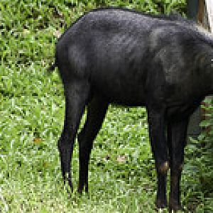 Serow - Capricornis sumatraensis - Melaka Zoo - 2009