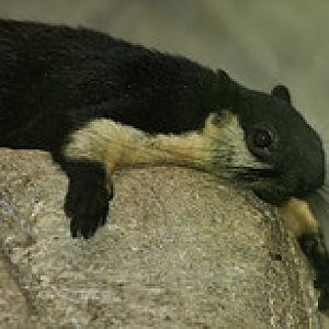 Malayan Giant Squirrel - Ratufa bicolor - Melaka Zoo - 2009