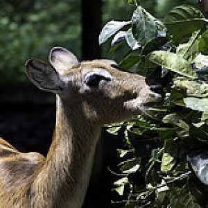 Lechwe - Kobus leche - Melaka Zoo - 2009