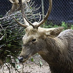 Javan Deer - Rusa timorensis - Melaka Zoo - 2009