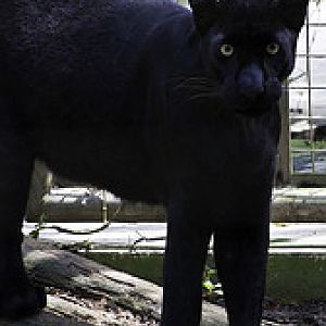 Black Panther - Panthera pardus - Melaka Zoo - 2009
