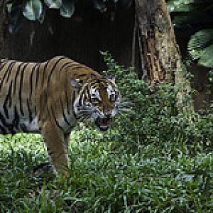 Malayan Tiger - Panthera tigris jacksoni - Melaka Zoo - 2009
