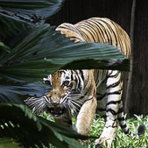 Malayan Tiger - Panthera tigris jacksoni - Melaka Zoo - 2009-2