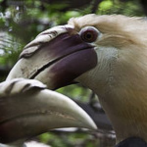 Unlabelled Hornbill - Melaka Zoo - 2009