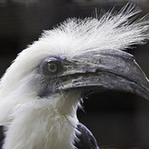 White Crested Hornbill - Berenicornis comatus - Melaka Zoo - 2009