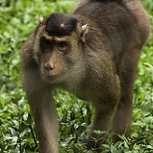Pig Tailed Macaque - Macaca nemestrina - Melaka Zoo - 2009