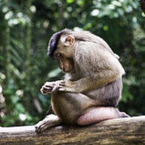 Pig Tailed Macaque - Macaca nemestrina - Melaka Zoo - 2009