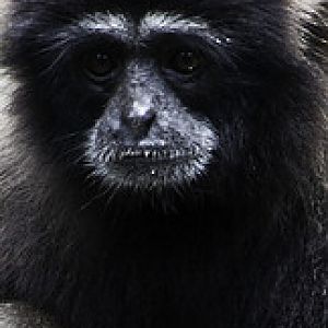 Lar Gibbon - Hylobates lar - Melaka Zoo - 2009