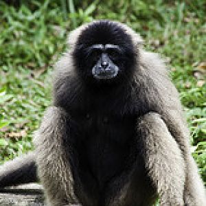 Lar Gibbon - Hylobates lar - Melaka Zoo - 2009