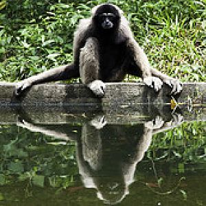 Lar Gibbon - Hylobates lar - Melaka Zoo - 2009