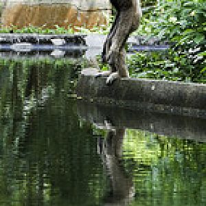 Lar Gibbon - Hylobates lar - Melaka Zoo - 2009