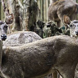 Javan Deer - Rusa timorensis - Melaka Zoo - 2009