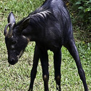 Serow - Capricornis sumatraensis - Melaka Zoo - 2009