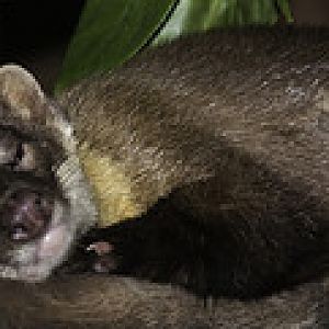 Yellow Throated Marten - Martes flavigula - Melaka Zoo - 2009