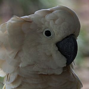 Salmon Crested Cockatoo - Cacatua moluccensis - Melaka Zoo - 2009